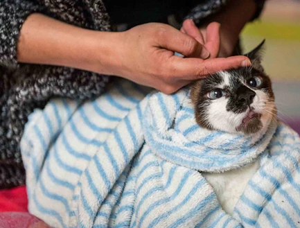 Gato embrulhado em toalha a receber festas na cabeça