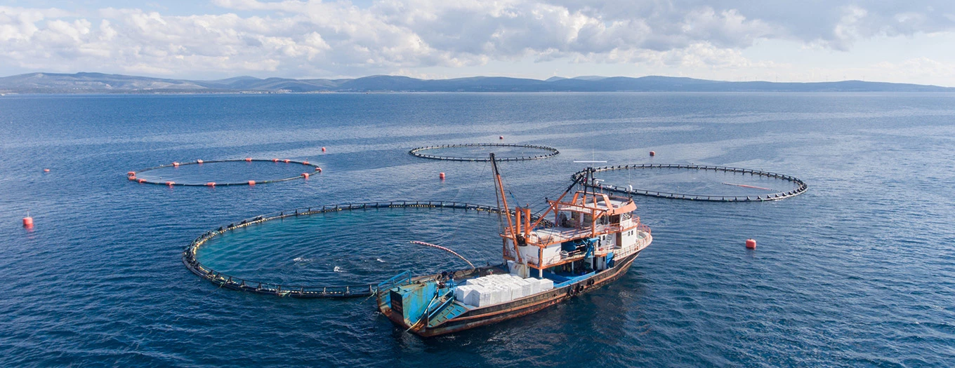 Pesca Sustentável: o que é e a sua importância