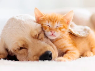 Produtos para animais