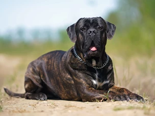 Cane Corso Italiano