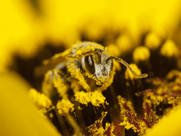 abelhas e polinização Missão Continente
