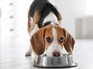 Alimentos que cães não podem comer