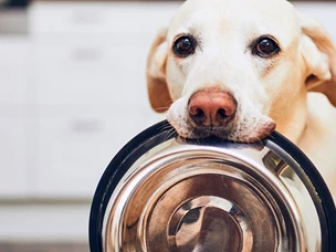 Cães podem comer frutos secos