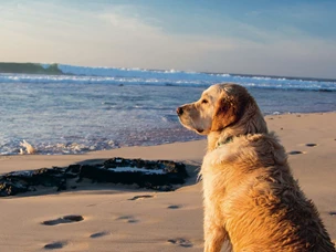Férias com animais de estimação