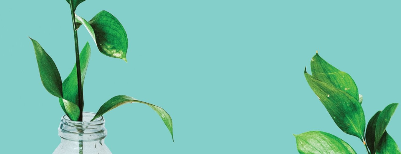imagem de folhas e plantas que remetem para sustentabilidade ambiental