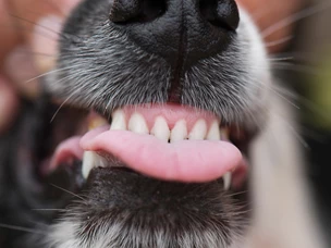 Tártaro em Cães: como evitar e tratamento