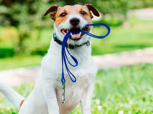 Passear Cão