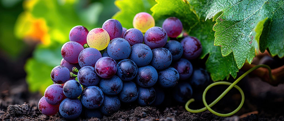 Touriga Nacional